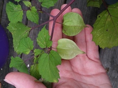 Physalis cordata