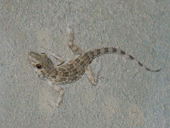 Tenuidactylus caspius