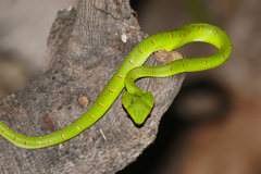 Tropidolaemus subannulatus