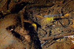 Rhinichthys atratulus