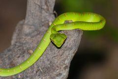 Tropidolaemus subannulatus