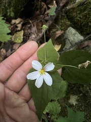 Viola canadensis