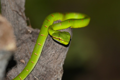 Tropidolaemus subannulatus