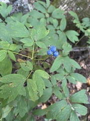 Caulophyllum thalictroides