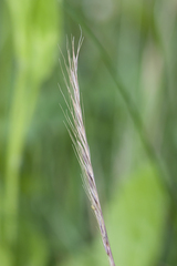 Festuca myuros