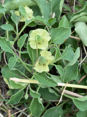 Physalis cinerascens