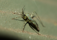 Phytocoris tiliae