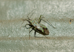 Phytocoris tiliae
