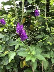 Stachytarpheta jamaicensis