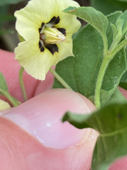 Physalis cinerascens