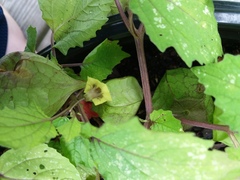 Physalis cordata