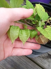 Physalis cordata