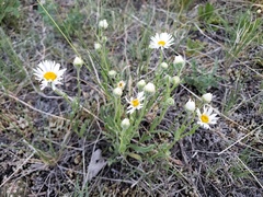 Erigeron caespitosus