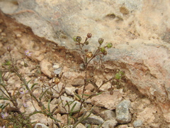 Spergularia diandra