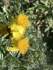 Hypericum prolificum