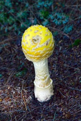 Amanita
