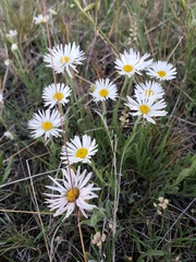 Erigeron caespitosus