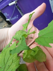 Physalis cordata