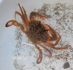 Liocarcinus depurator