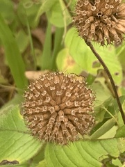 Monarda bradburiana