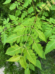 Koelreuteria