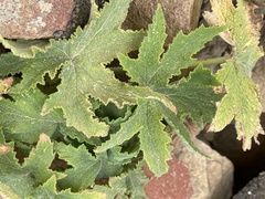 Pelargonium hispidum
