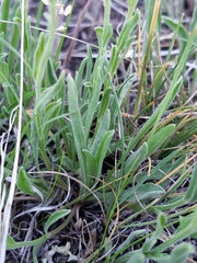 Erigeron caespitosus