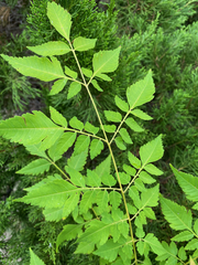 Koelreuteria