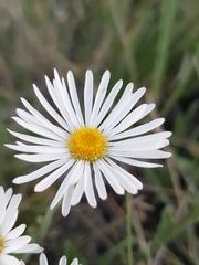 Erigeron caespitosus