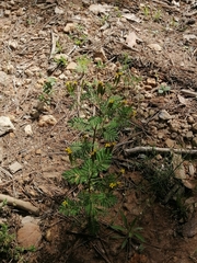 Tagetes foetidissima