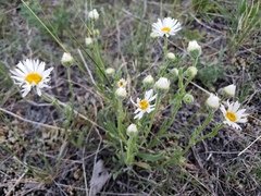 Erigeron caespitosus