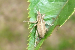 Charagmus gressorius