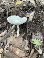 Amanita cokeri