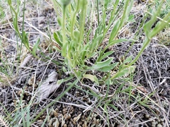 Erigeron caespitosus