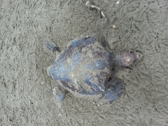 Lepidochelys olivacea