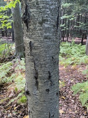 Betula alleghaniensis