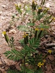 Tagetes foetidissima