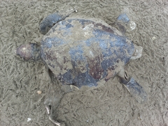 Lepidochelys olivacea