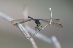 Agrionoptera insignis