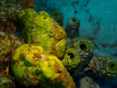 Antennarius multiocellatus