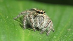 Megafreya sutrix