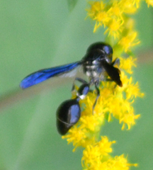 Zethus spinipes variegatus