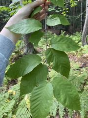 Betula alleghaniensis