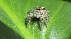Megafreya sutrix