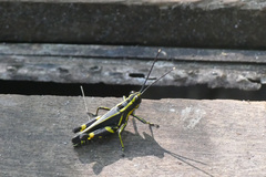 Traulia azureipennis