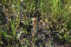 Toxicoscordion venenosum