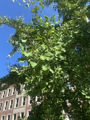 Ginkgo