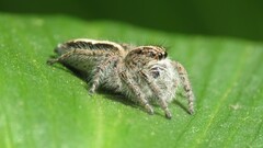 Megafreya sutrix