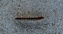 Xystodesmoidea