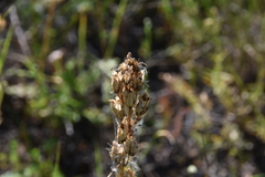 Toxicoscordion venenosum